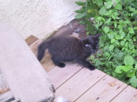 Black kitten flees.jpg